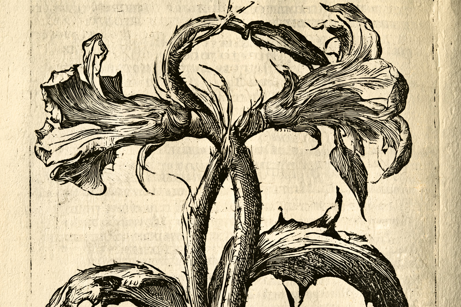 Woodcut for Sonnet I