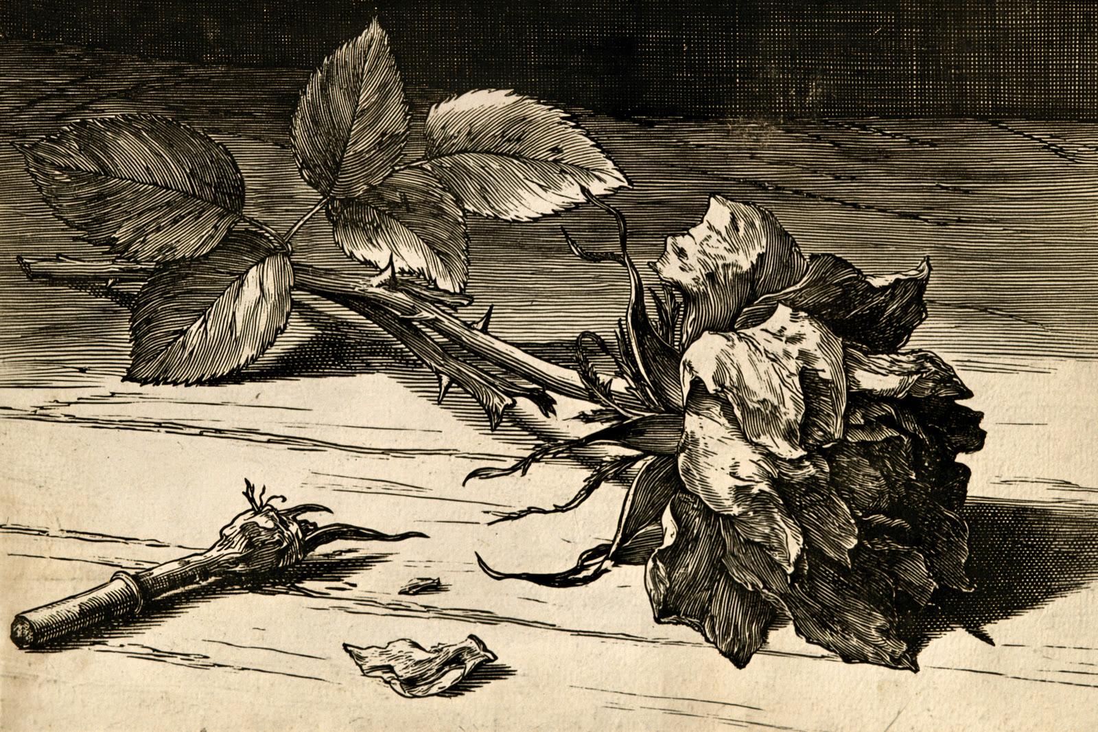 Woodcut for Sonnet V